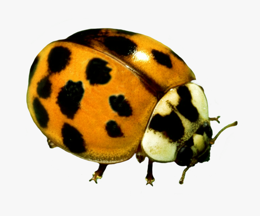 Yellow Ladybug Beetle - Ladybug, HD Png Download, Free Download