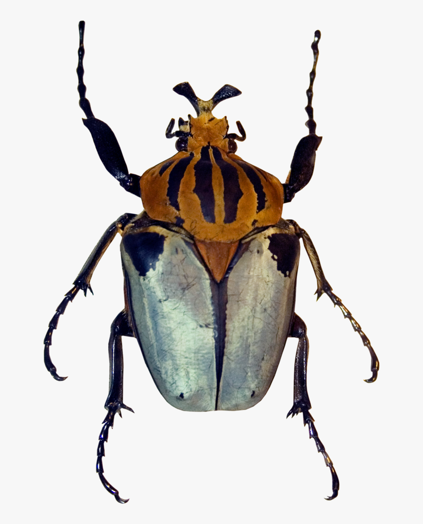 Beetle Png, Transparent Png, Free Download