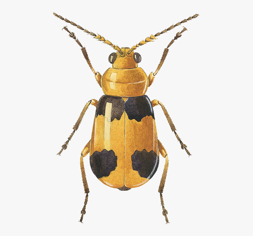 Collection Managed To Iso - Longhorn Beetle, HD Png Download, Free Download