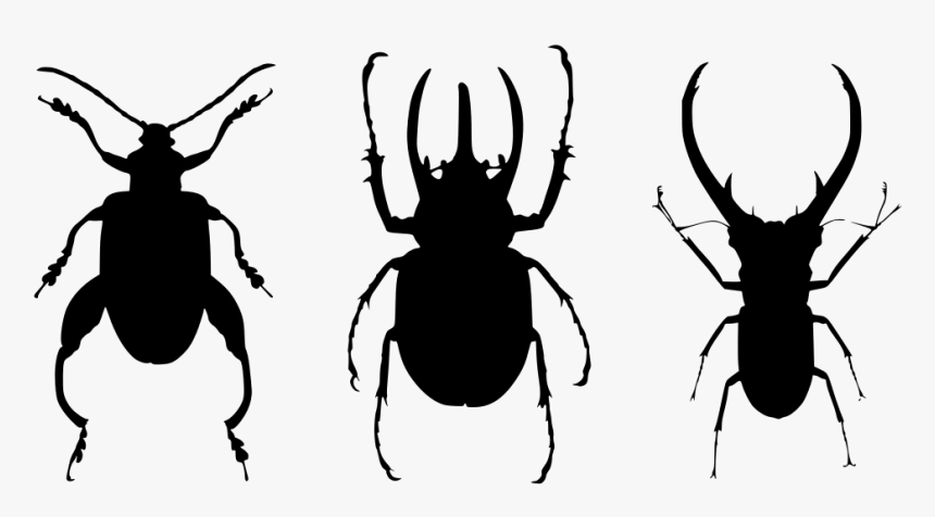 Beetle Entomology, HD Png Download, Free Download