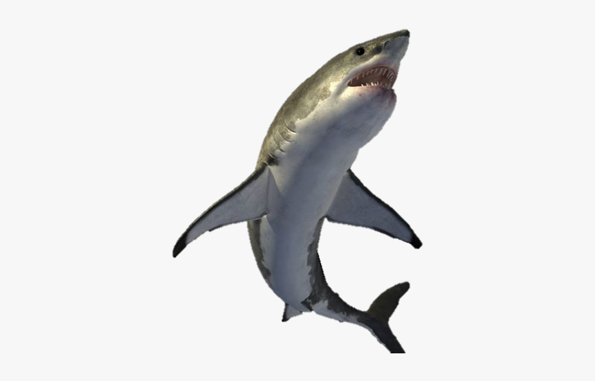 Shark Png Transparent Images - Shark Png Hd, Png Download, Free Download