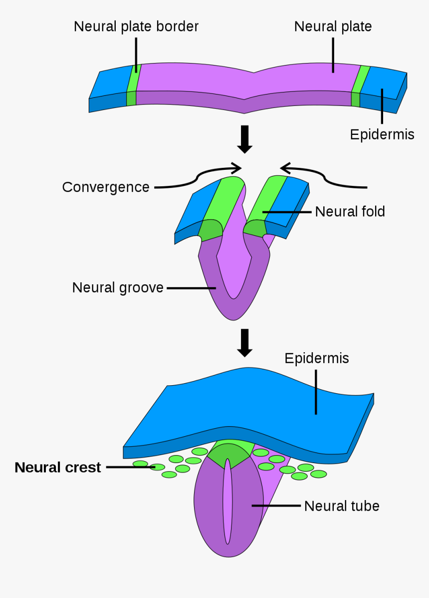 Crete Neurale, HD Png Download, Free Download