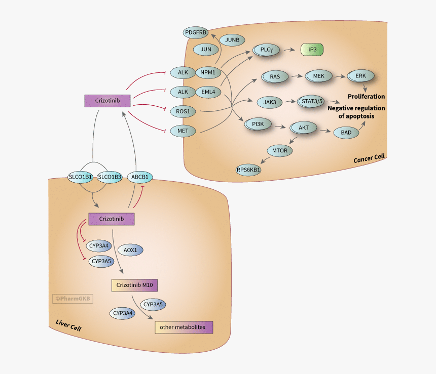 Alk Ros1 Pathway Crizotinib, HD Png Download, Free Download