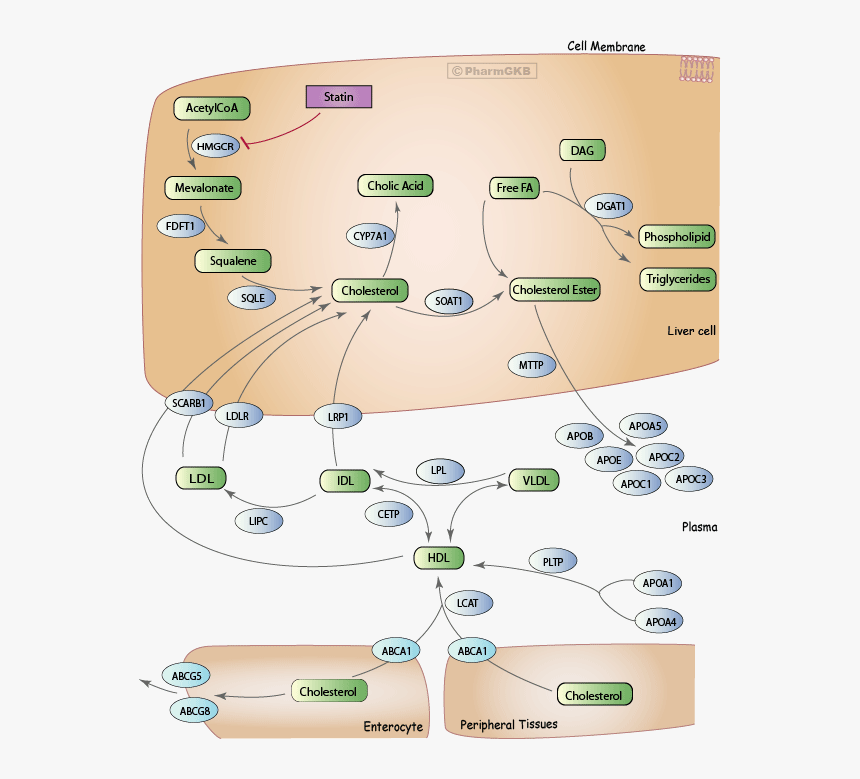 Atorvastatin Pathway, HD Png Download, Free Download