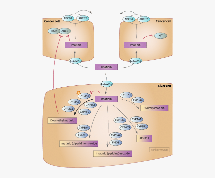 Diagram, HD Png Download, Free Download