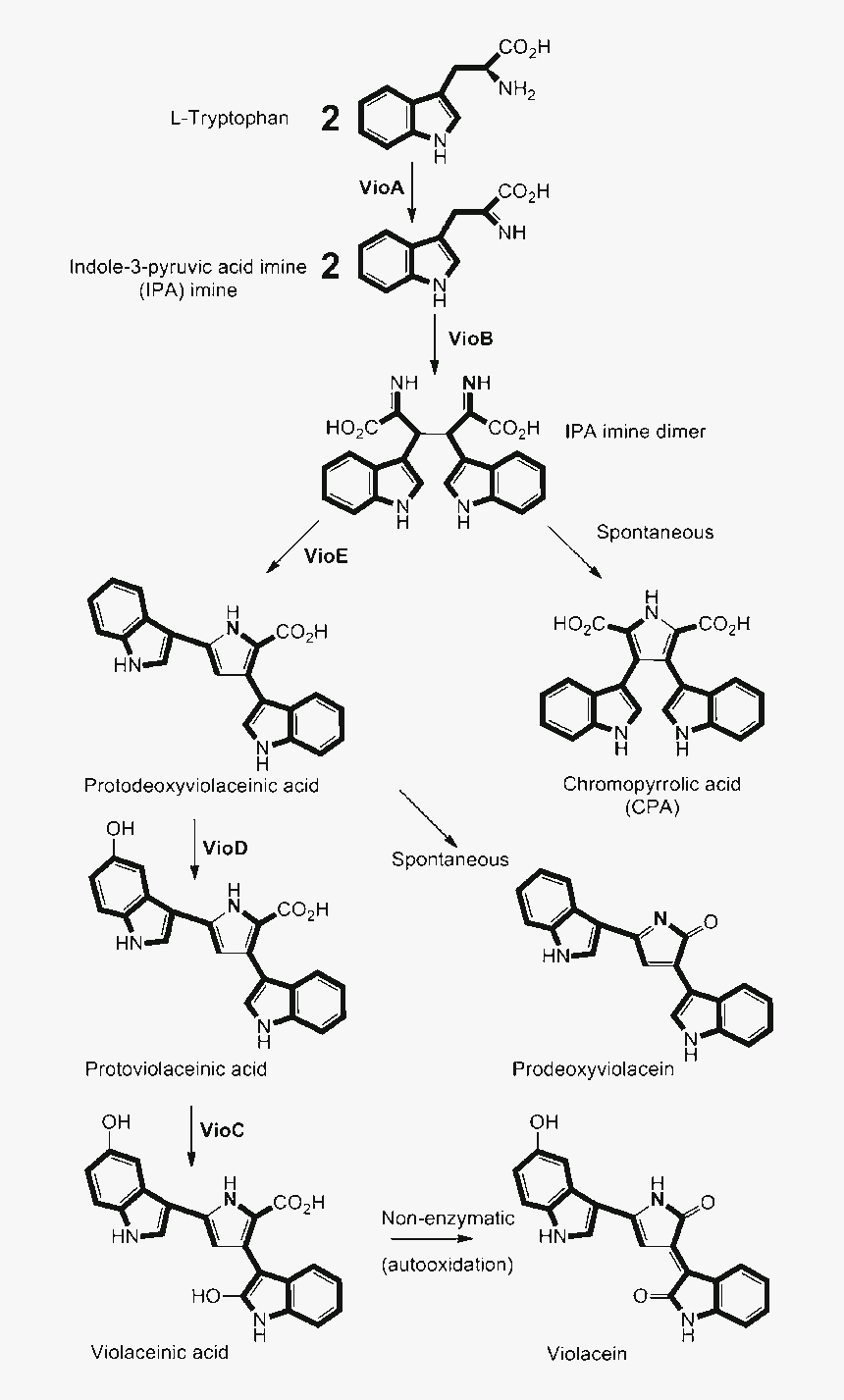 Production Pathway Of Violacein, HD Png Download, Free Download