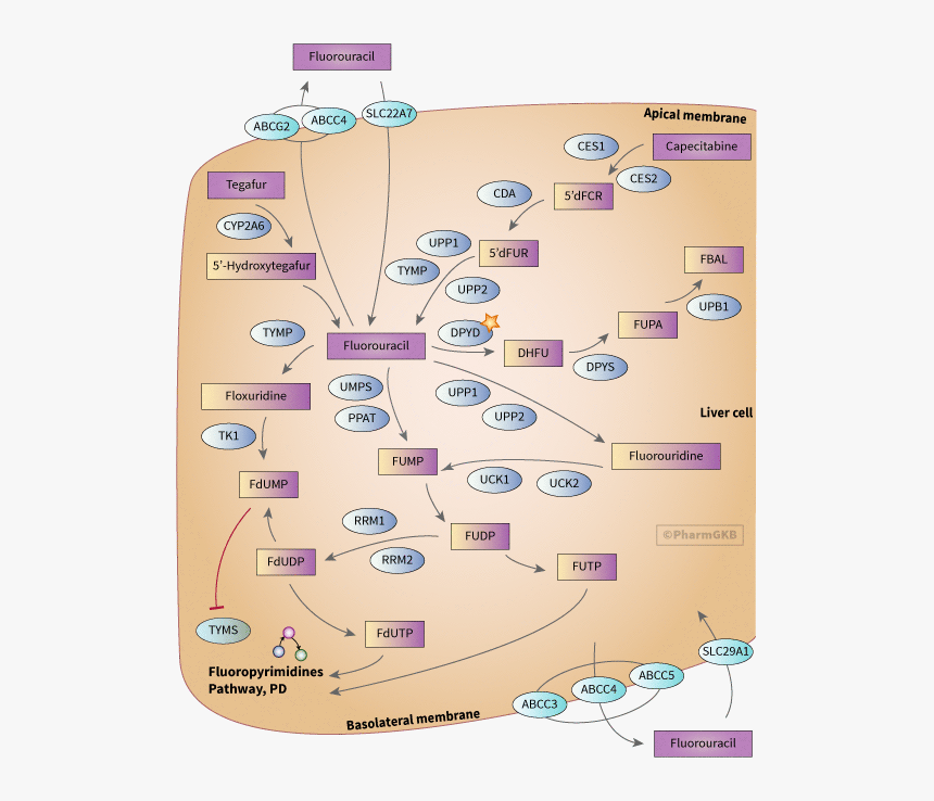 Diagram, HD Png Download, Free Download