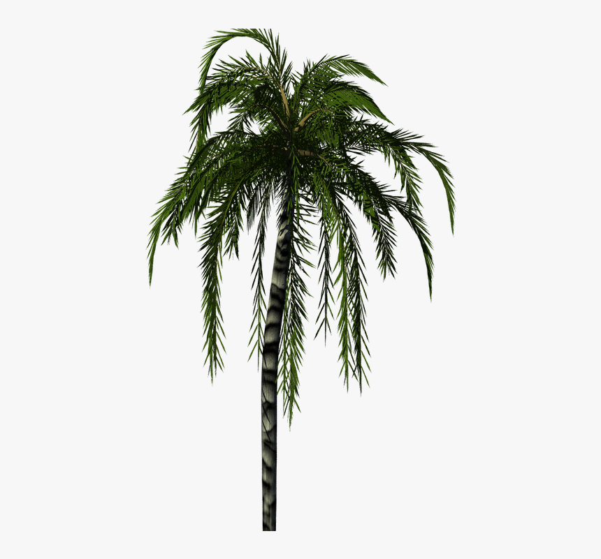 Palm Trees, HD Png Download, Free Download