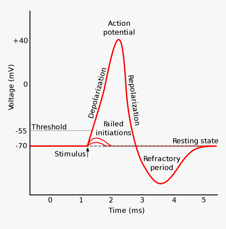Oscilloscope graph