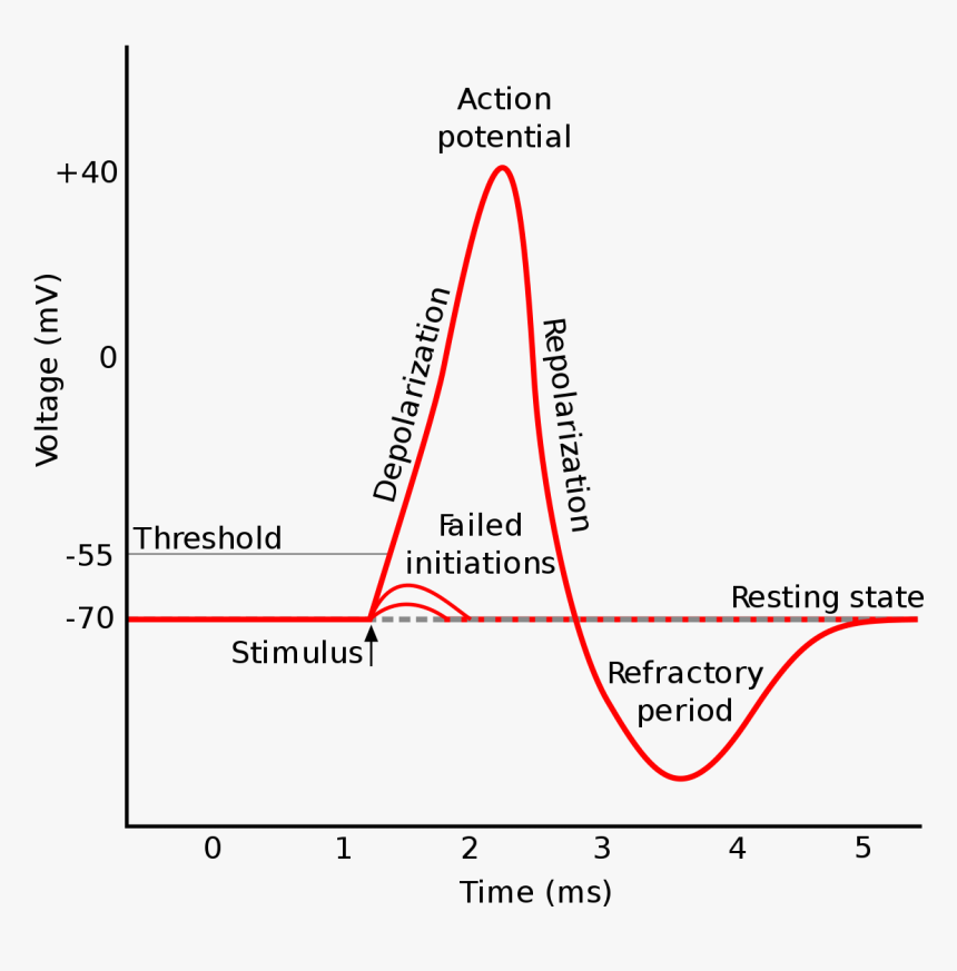 Oscilloscope Trace Of An Action Potential, HD Png Download, Free Download