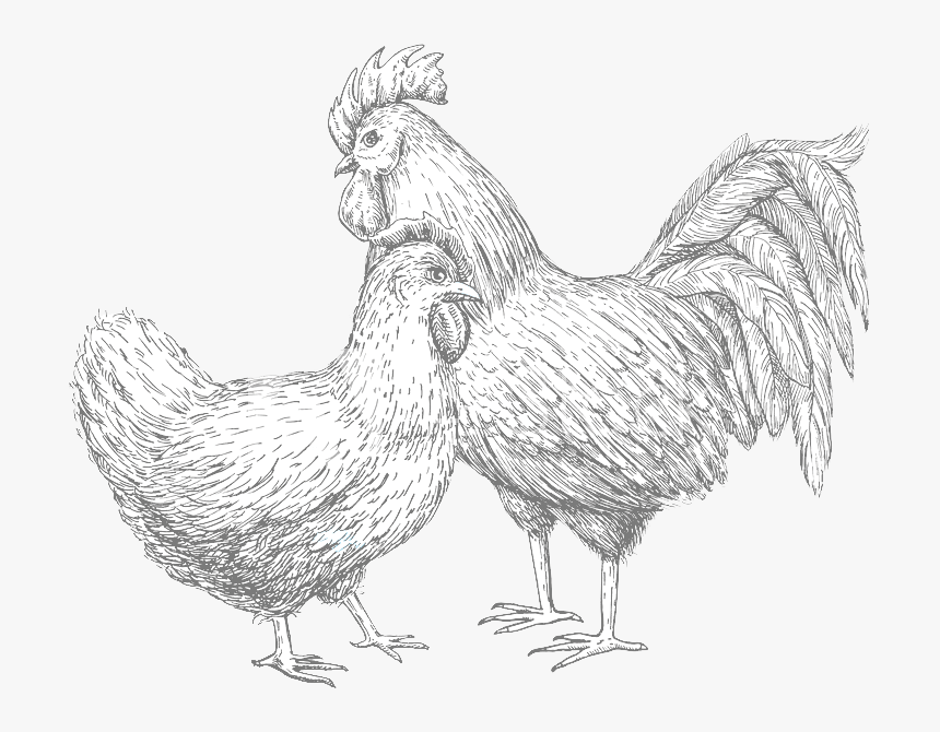 Rooster, HD Png Download, Free Download