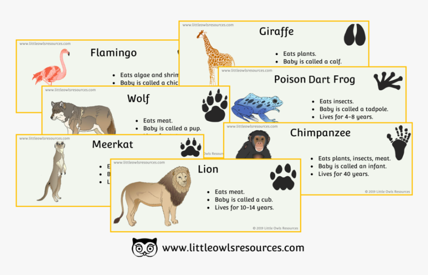 Zoo Animals Fact Cards Cover, HD Png Download, Free Download