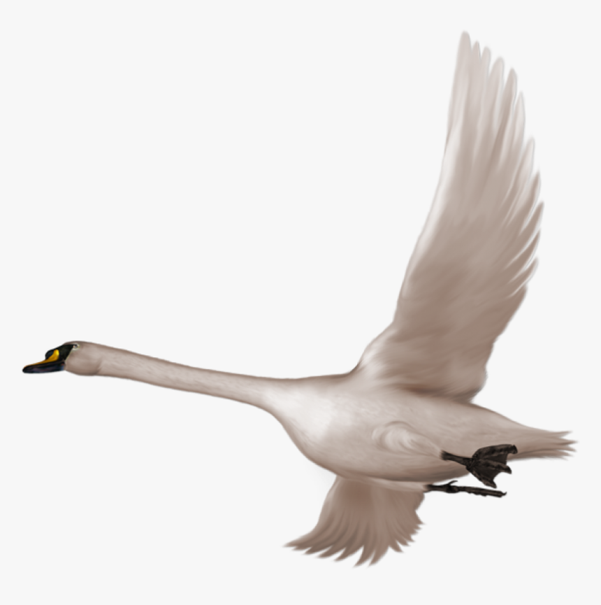 Flying Swan Clipart Png, Transparent Png, Free Download