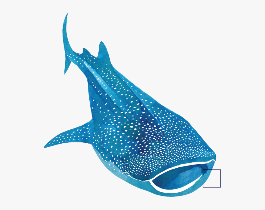 Whalesharktile53, HD Png Download, Free Download