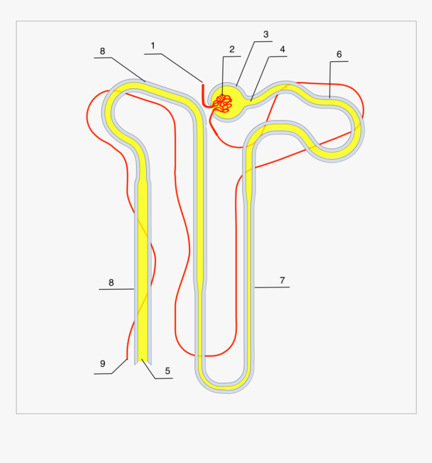 Nephron, HD Png Download, Free Download