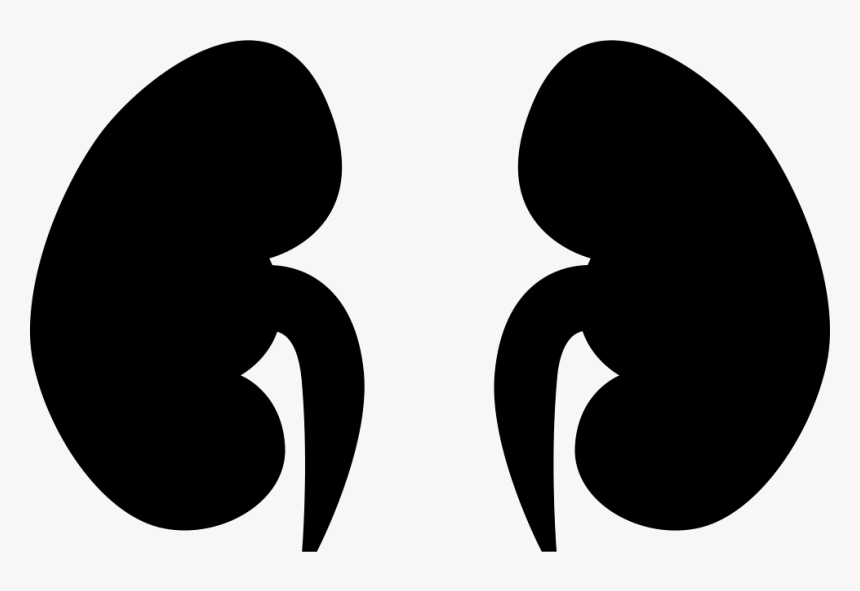 Kidney - Kidney Svg, HD Png Download, Free Download