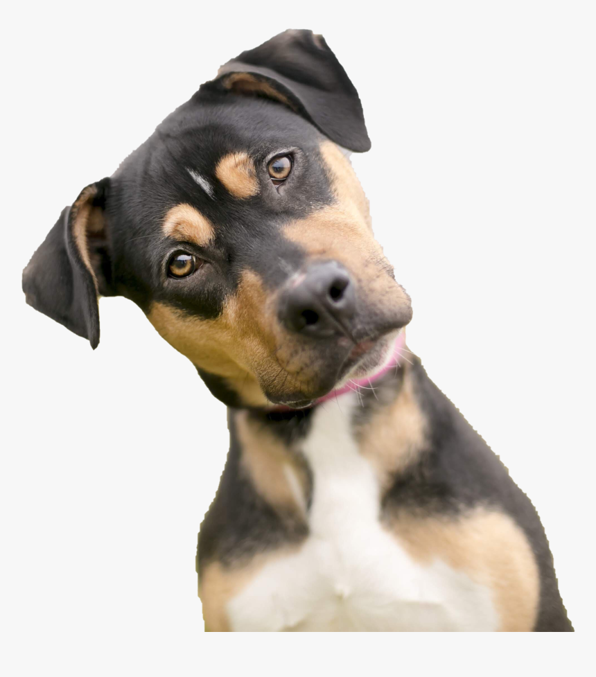 Dog Looking Png Photos - Mixed Breed Dogs Tri Color, Transparent Png, Free Download