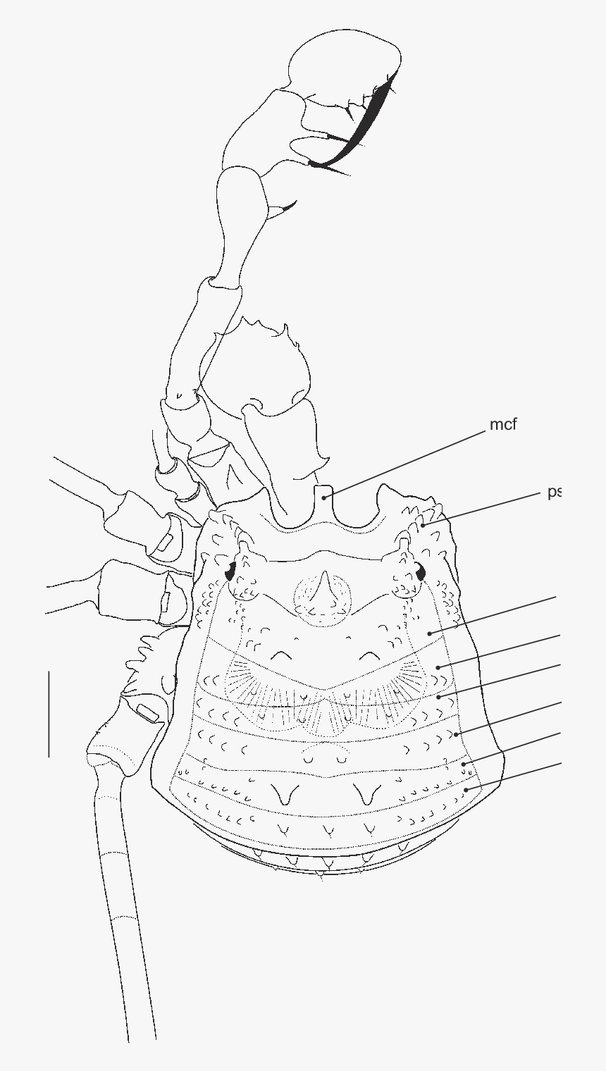 Line Art, HD Png Download, Free Download