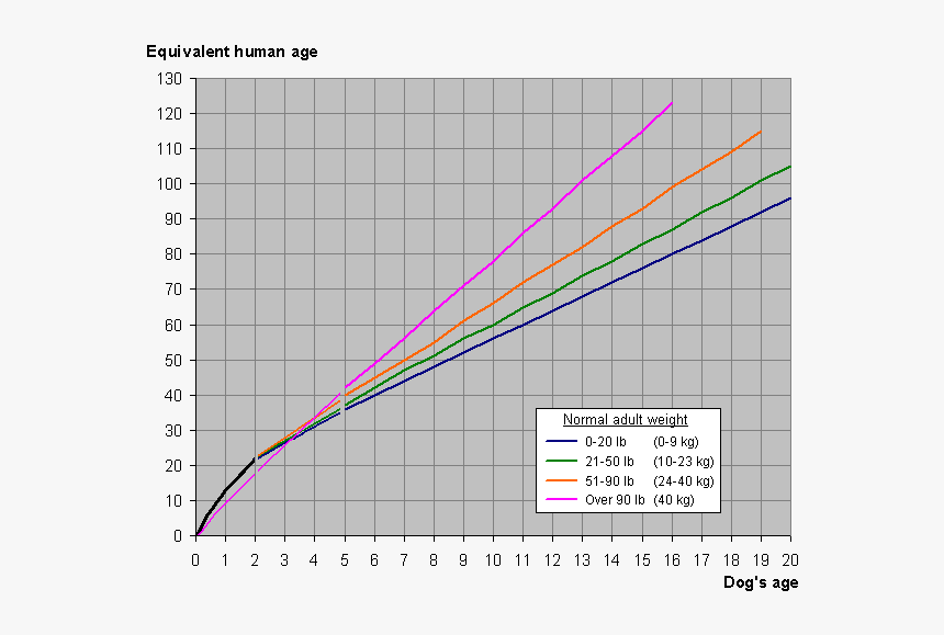 Dog And Human Year Graph - Dog Years To Human Years Graph, HD Png Download, Free Download