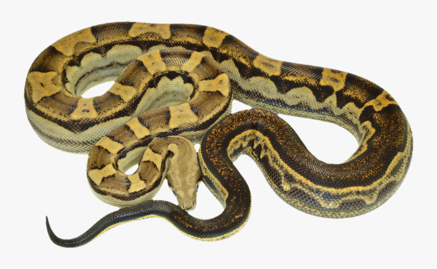Thumb Image - Boa Constrictor Png, Transparent Png, Free Download