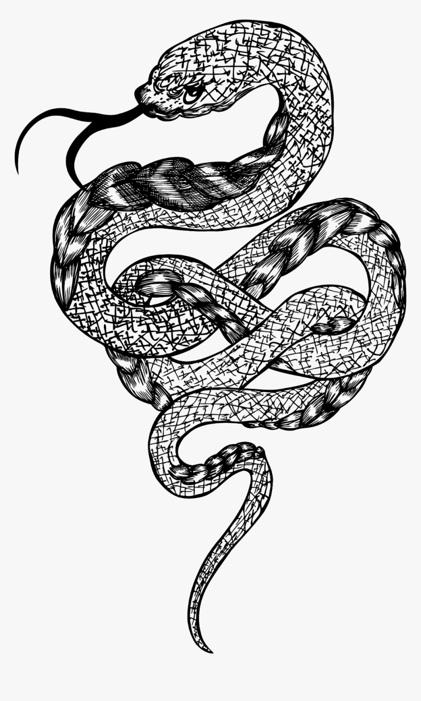 Transparent Rattlesnake Png - Snake Illustration Png, Png Download, Free Download