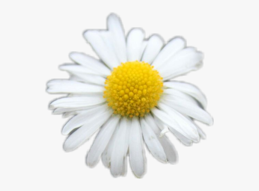 #freetoedit #daisy #white #flower #flowers #yellow - Oxeye Daisy, HD Png Download, Free Download