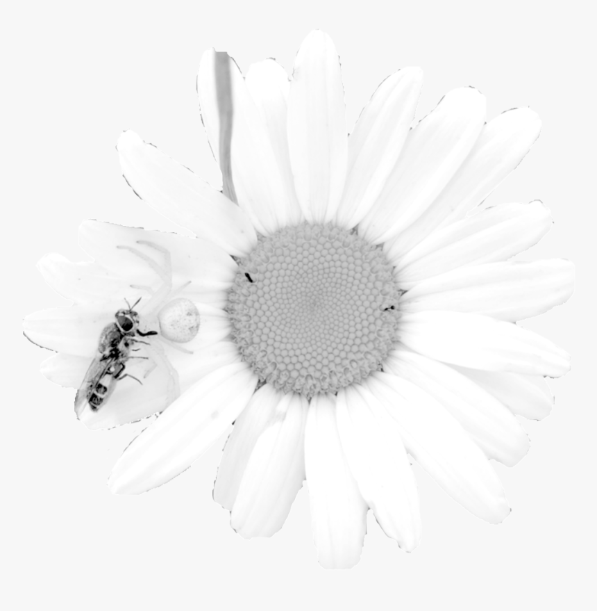 Daisy - Oxeye Daisy, HD Png Download, Free Download