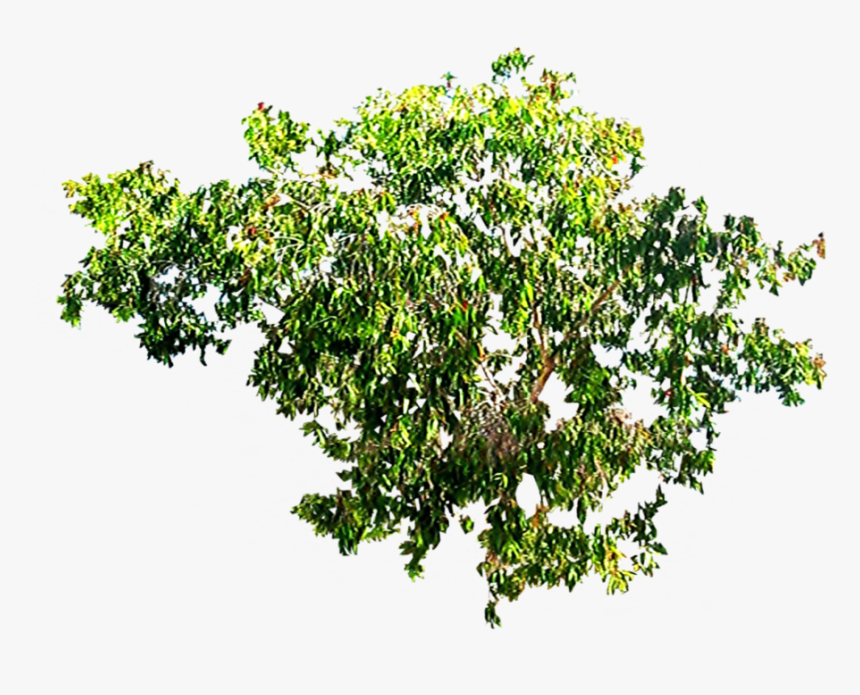 Thumb Image - Forest Canopy Png, Transparent Png, Free Download