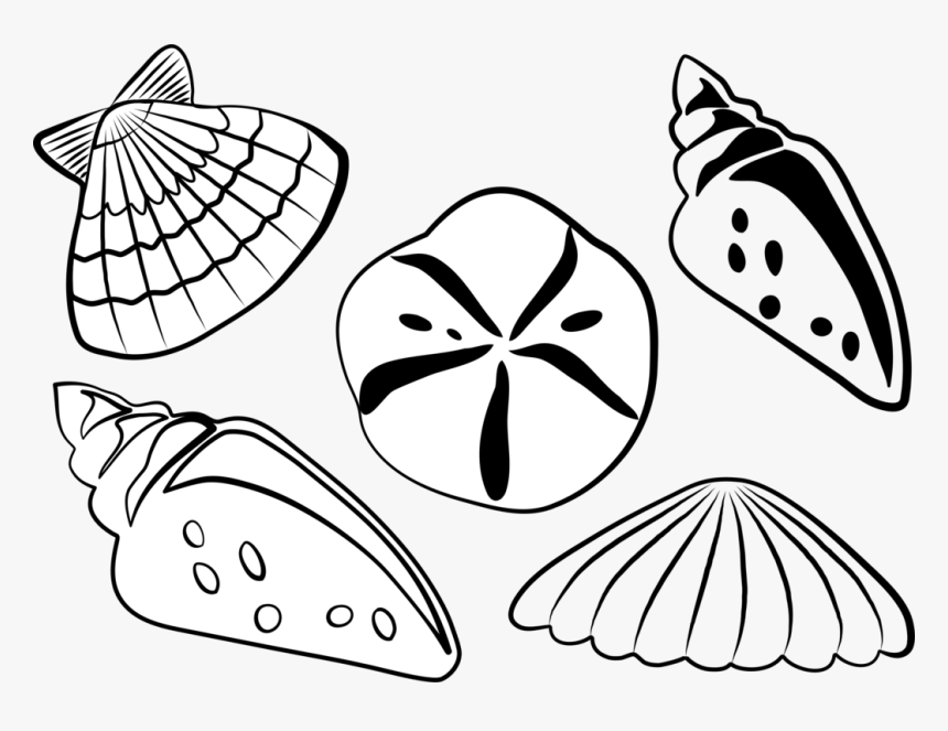 Black And White Sea Shell Clipart Clipart Transparent - Sea Shells Clip Art, HD Png Download, Free Download