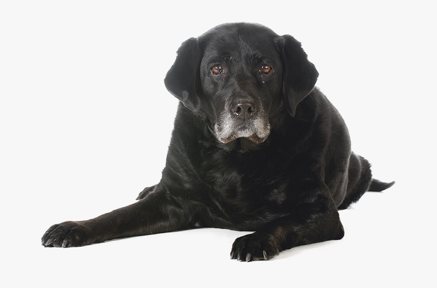 Puppy Adult Senior Dogs , Png Download - Transparent Old Dog Png, Png Download, Free Download