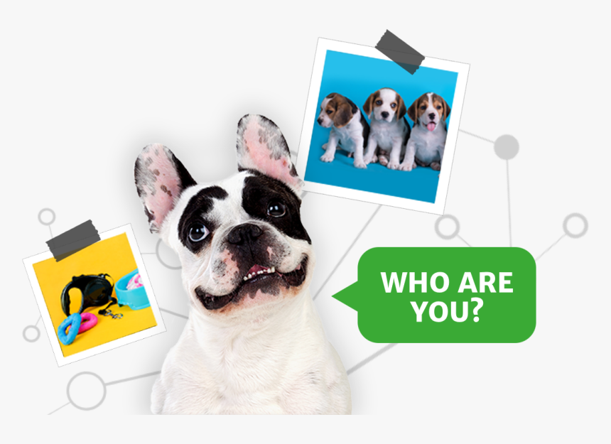 Pet2net Who Are You Dog - Dog, HD Png Download, Free Download