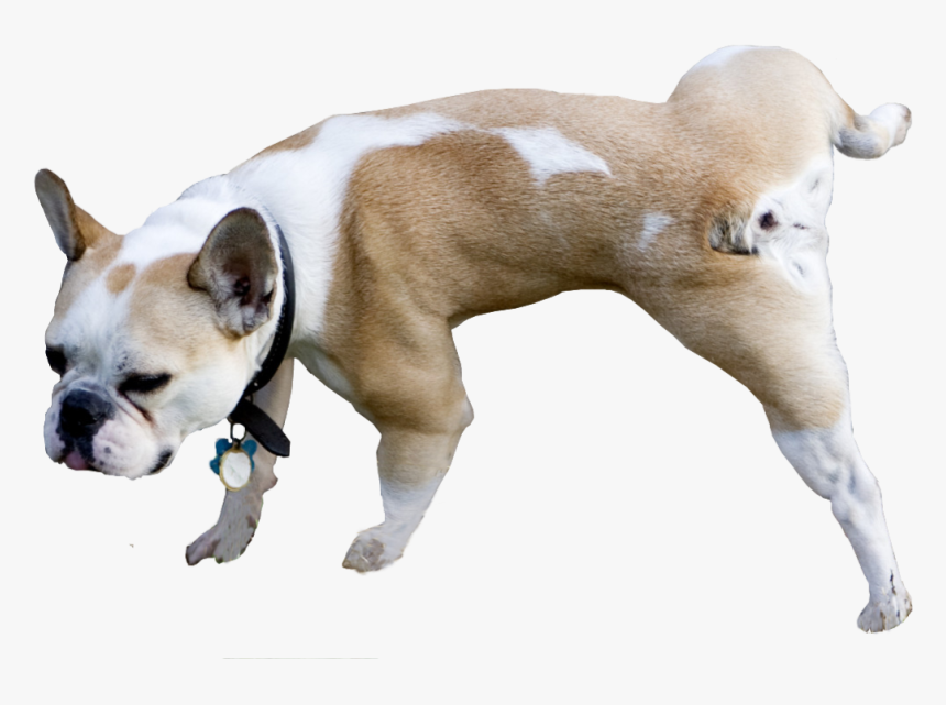 Dog, HD Png Download, Free Download