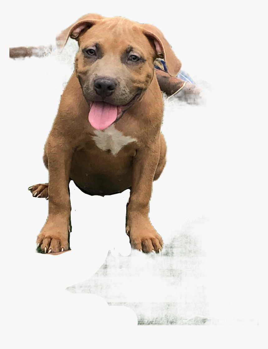 Companion Dog , Png Download - Dog Catches Something, Transparent Png, Free Download