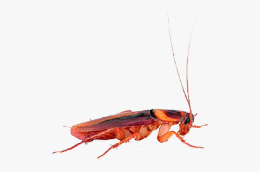 Roach Png Free Download - Hornet, Transparent Png, Free Download