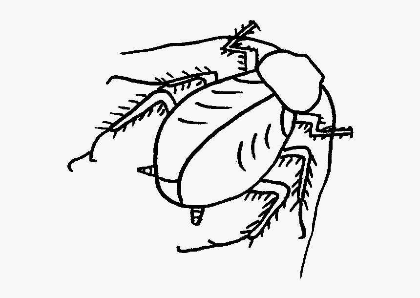 Roach Drawing Black And White Clip Art Download - Roach, HD Png Download, Free Download