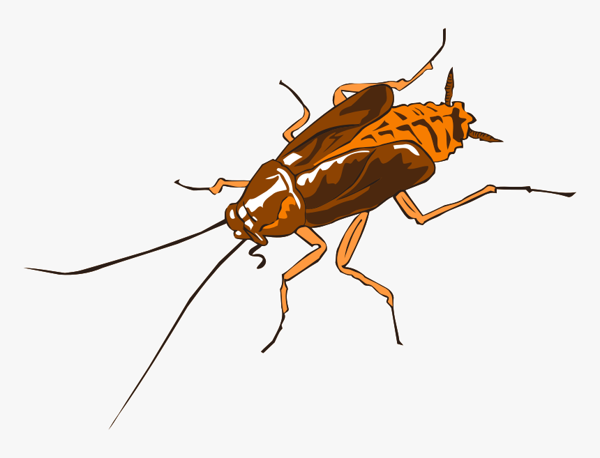 Cockroach - Cockroach Squashed, HD Png Download, Free Download