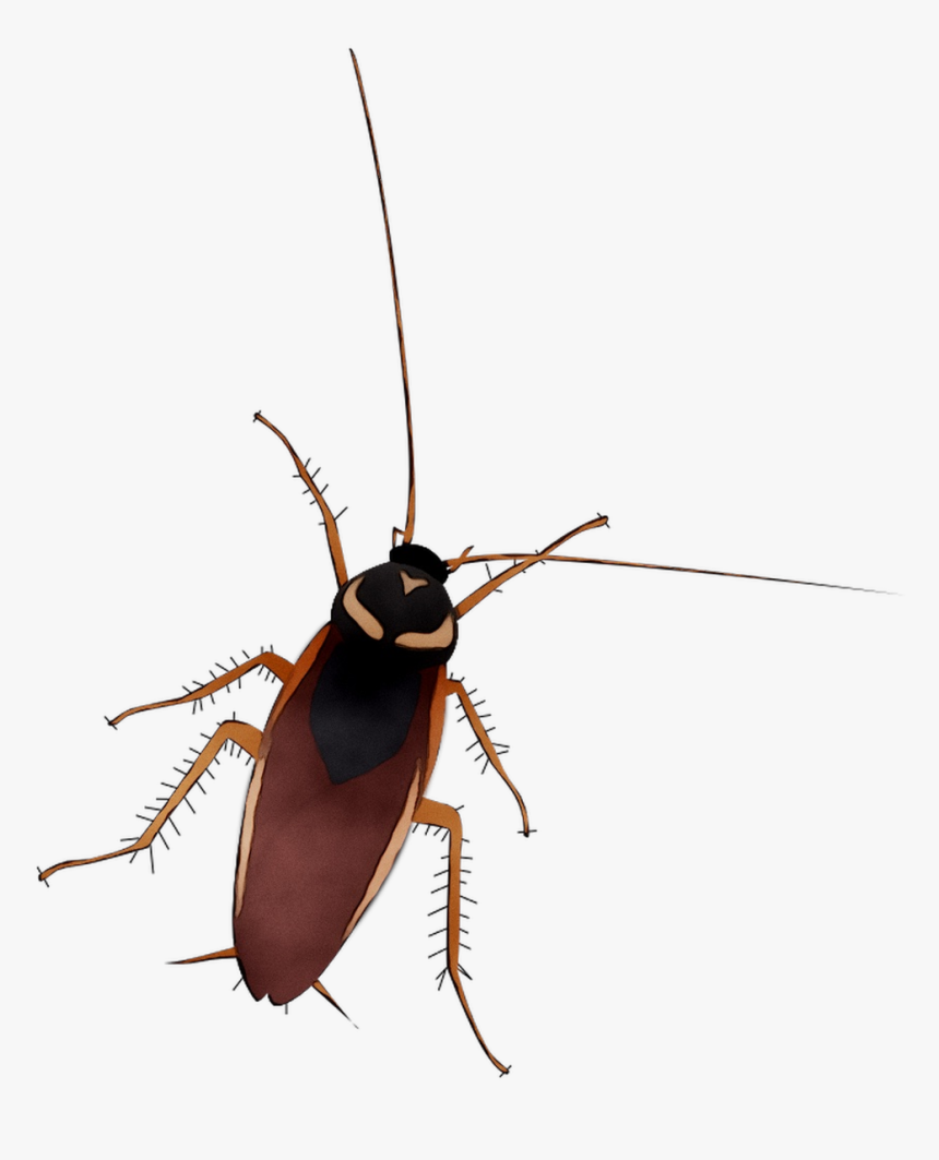 Silueta Cucaracha Png, Transparent Png, Free Download