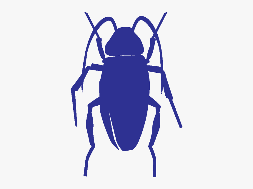 Cockroaches - Black Cockroach Png, Transparent Png, Free Download