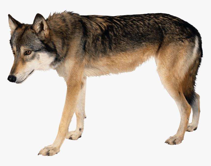 Wolf Png Image - Send You As Sheep Among Wolves, Transparent Png, Free Download