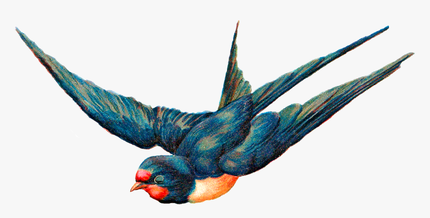 Antique Images Free Digital Blue Bird In Flight Animal - Antique Illustration Free, HD Png Download, Free Download