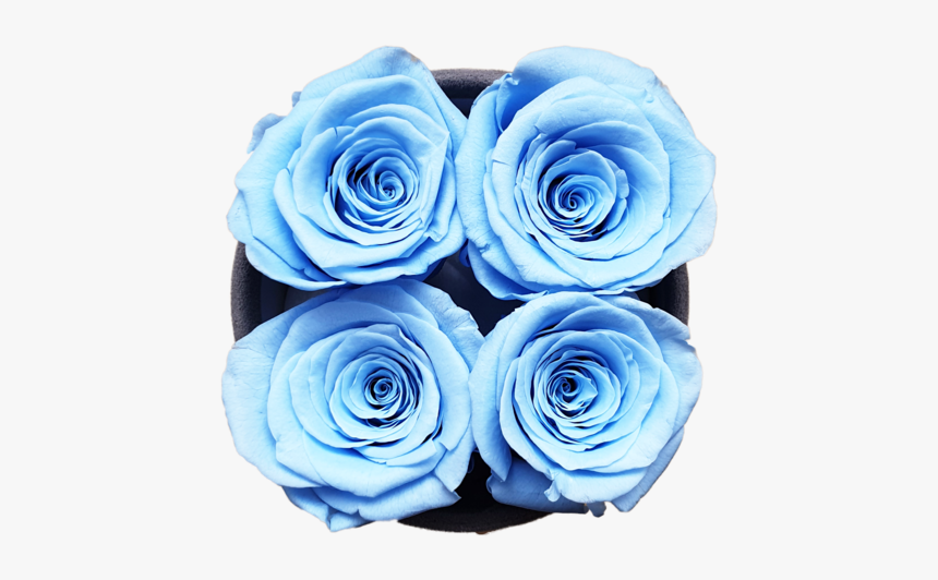 Four Sky Blue Forever Roses"
 Class="lazyload Lazyload - Floribunda, HD Png Download, Free Download