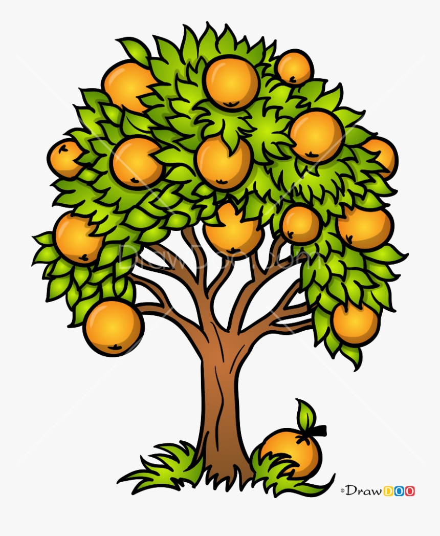 How To Draw An Orange Tree With How To Draw Orange - Easy Drawings Of Trees With Leaves, HD Png Download, Free Download