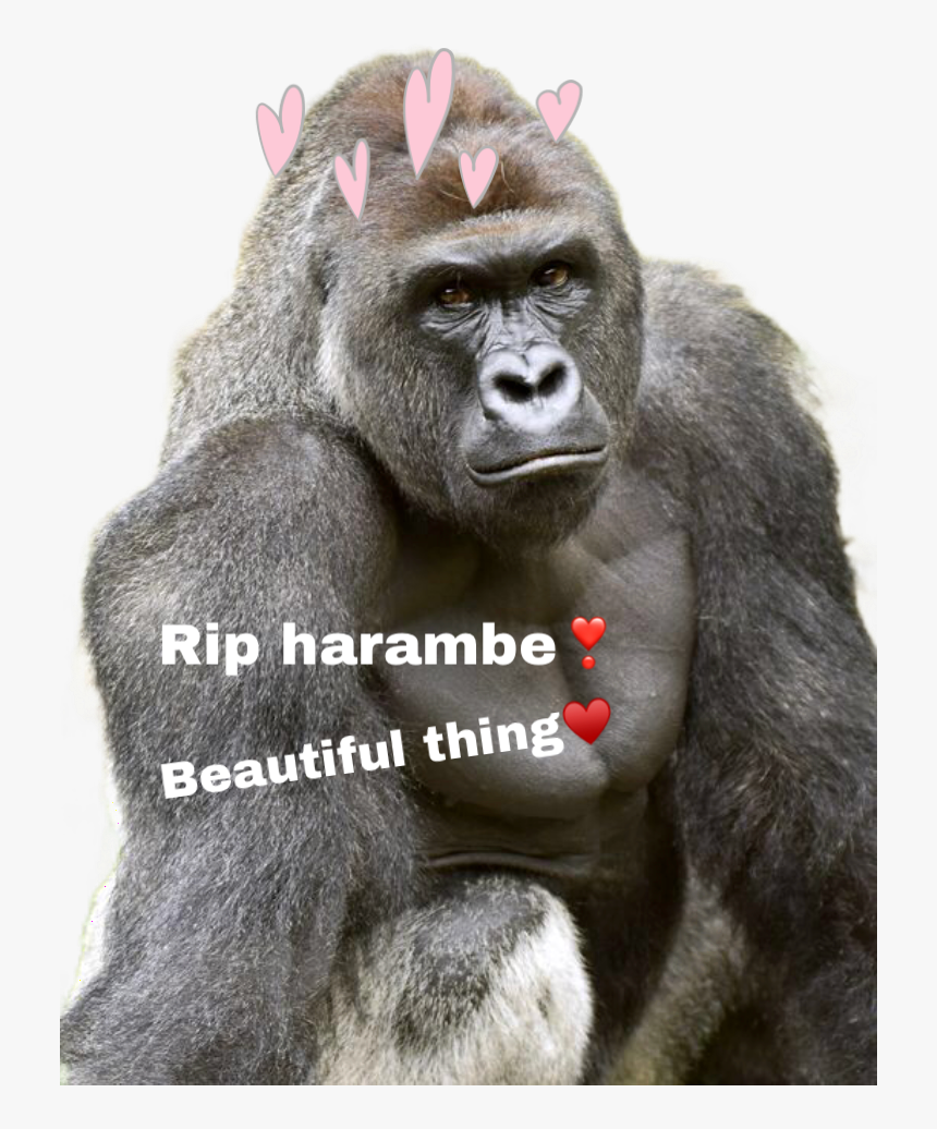 Transparent Harambe Clipart - Harambe, HD Png Download, Free Download