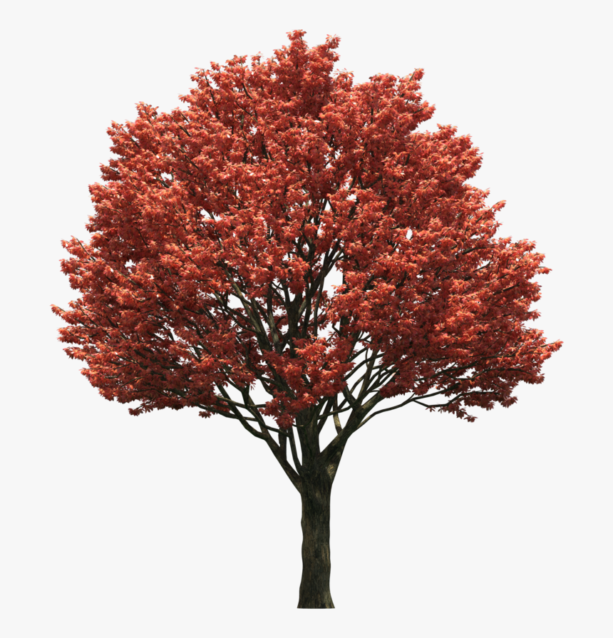 Orange Tree Png Download - Tree, Transparent Png, Free Download