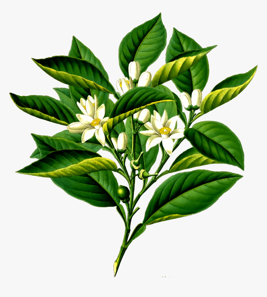 Orange Tree Png, Transparent Png, Free Download