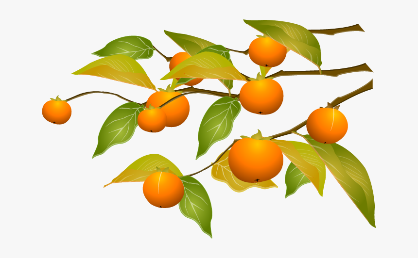 Persimmon Png - Fruit Branch Orange Cartoon, Transparent Png, Free Download