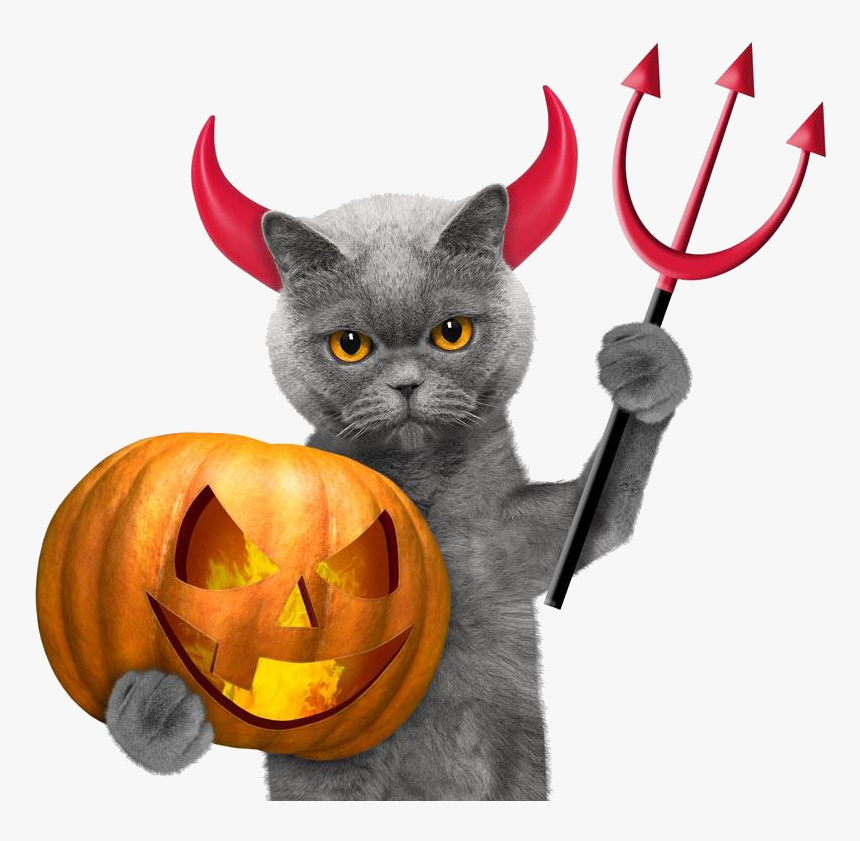 Halloween Cat Wallpaper, HD Png Download, Free Download