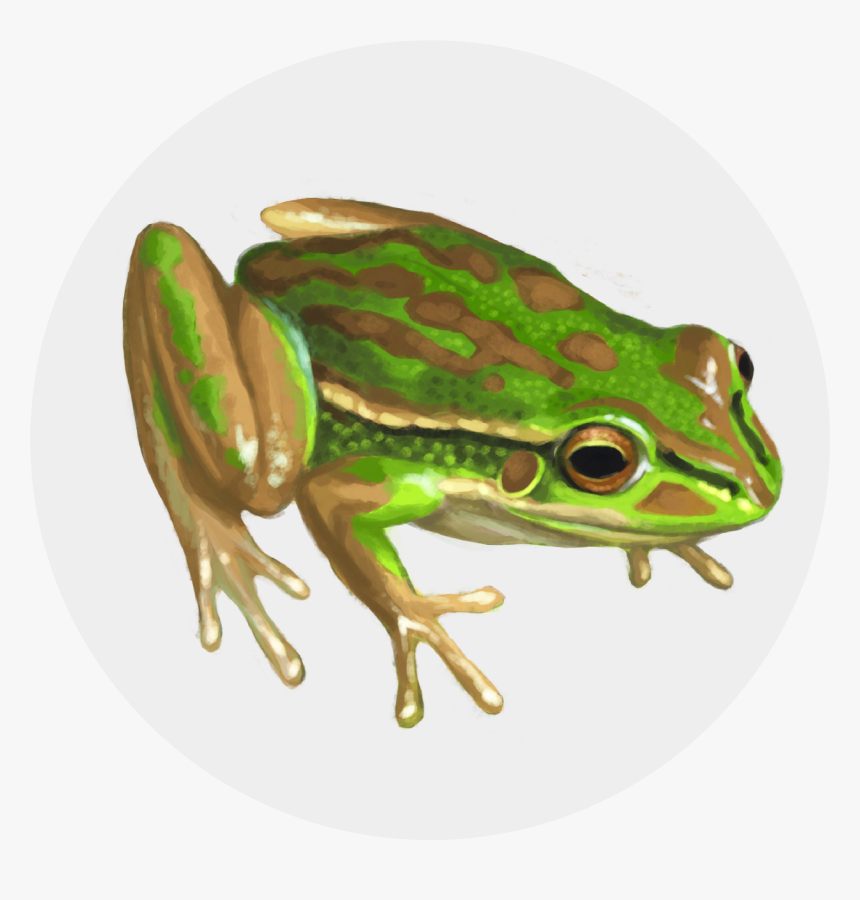 Rainbow Frog Png , Png Download - Green And Golden Bell Frog Png, Transparent Png, Free Download