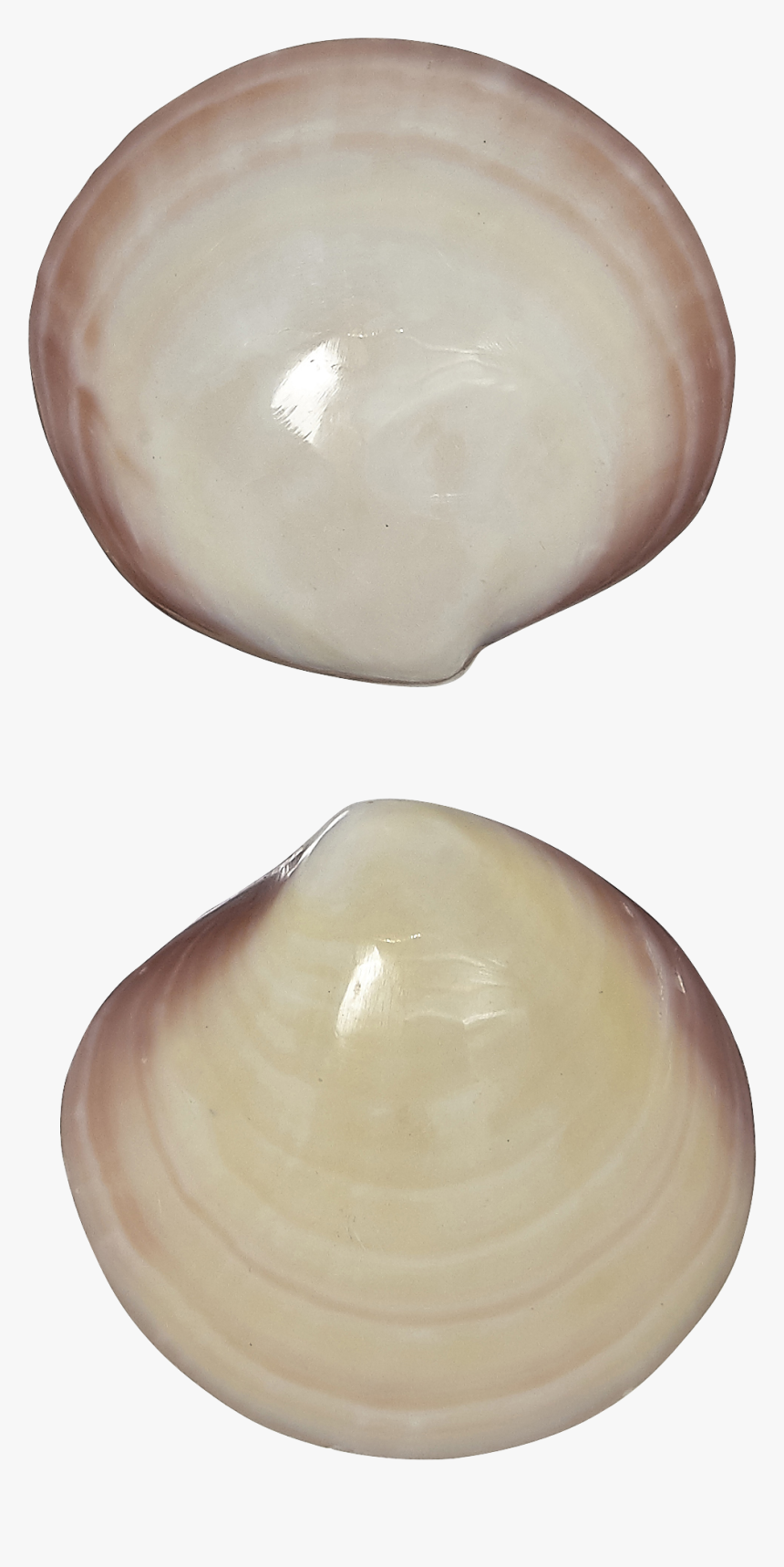 4 Tiger Clam Pair Polished Shells 3-4" - Baltic Clam, HD Png Download, Free Download