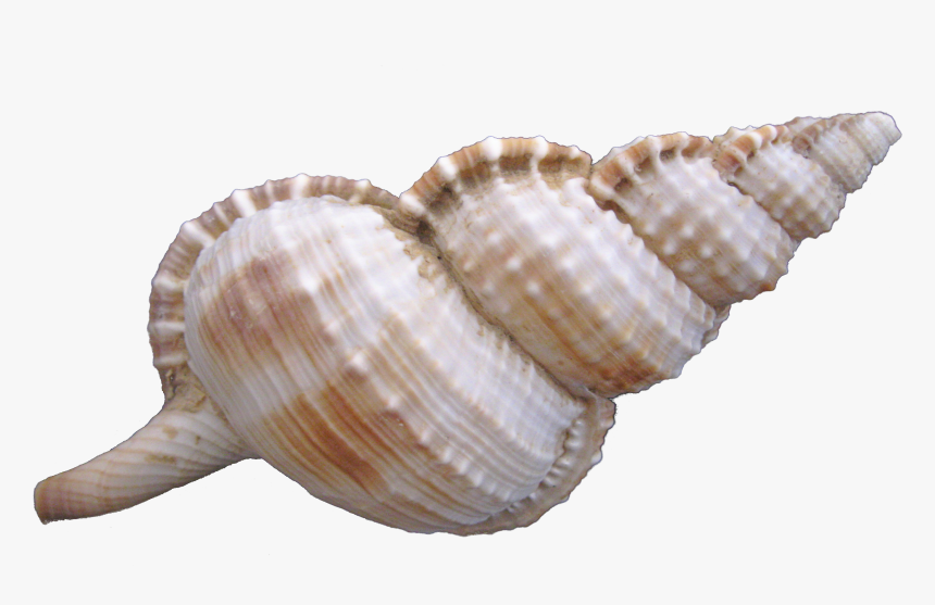Transparent Conch Clipart - Sea Shell Png, Png Download, Free Download
